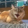 Geekycataclysm profile photo
