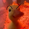 🦆⭐️🎮LowkeyQuacking🎮⭐️🦆 profile photo